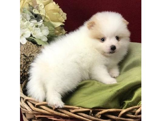 PoulaTo: Γλυκά μικρά Pomeranian κουτάβια