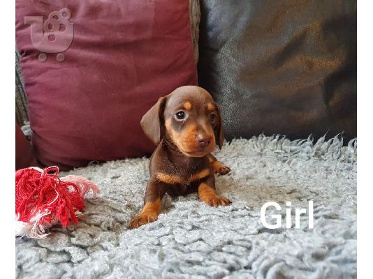 Μίνι Dachshunds