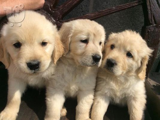 Εκπληκτικά Golden Retriever κουτάβια