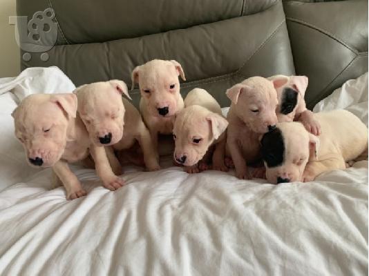 Ενεργά κουτάβια pitbull+34634098453