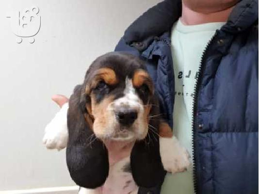 PoulaTo: Όμορφα κουτάβια Bassett Hound.