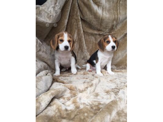 PoulaTo: Πανέμορφα εγγεγραμμένα κουτάβια Beagle Kc