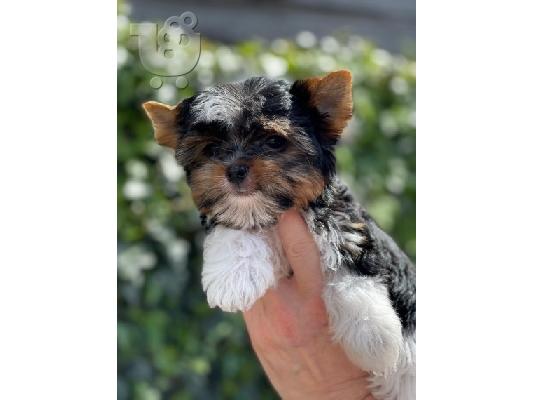 Φανταστικά κουτάβια Yorkshire Terriers