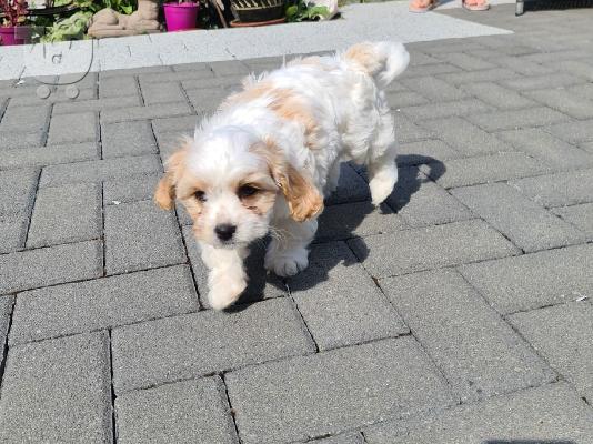 Όμορφο όμορφο Cavachon
