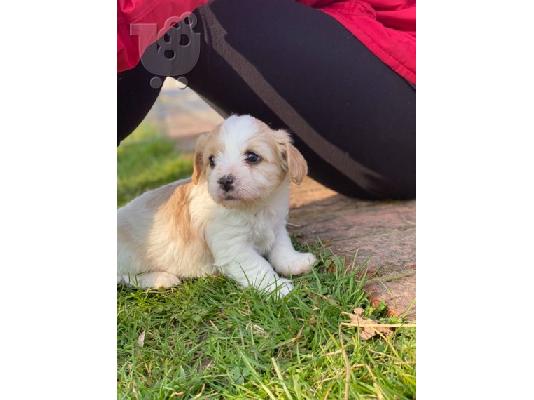 PoulaTo: Διατίθενται χαριτωμένα κουτάβια Cavachon.