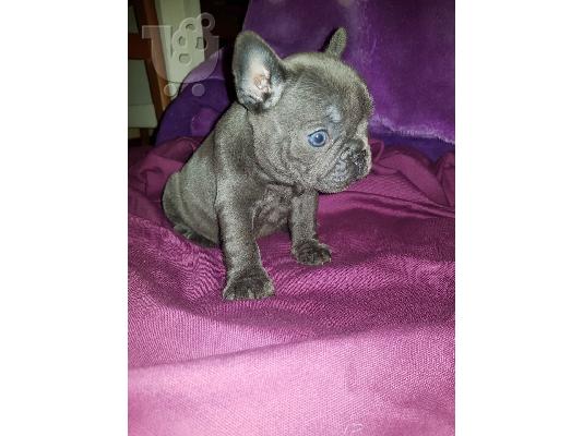 όμορφο γαλλικόBulldog έτοιμο για το νέο σπίτι τους