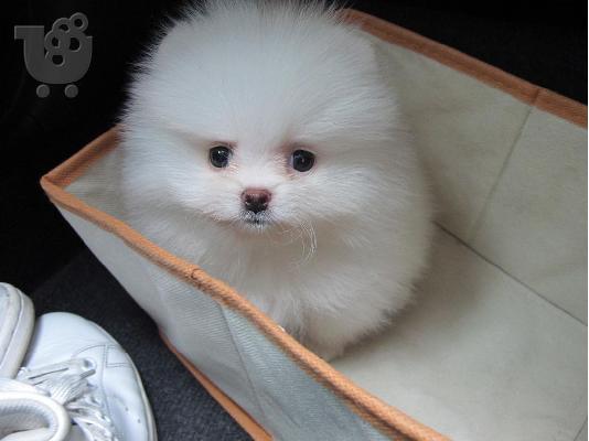 PoulaTo: Γοητευτικά κουτάβια Pomeranian