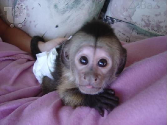 PoulaTo: Diathésimes pithíkous aby Marmosets kai Capuchins