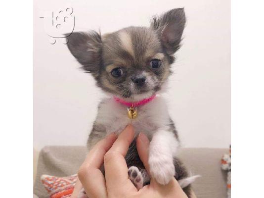PoulaTo: τσιουάουα  mini /  chihuahua mini