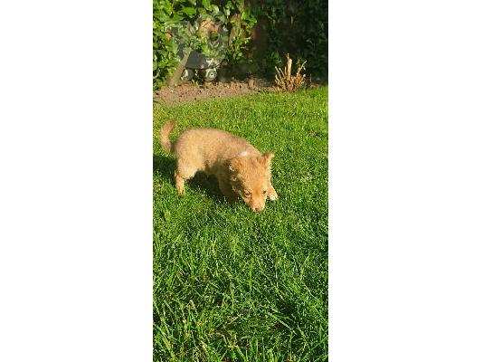 Κουτάβια Dachshund έτοιμα τώρα