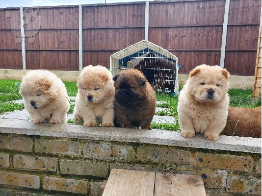 Όμορφη αρσενική και θηλυκή Chow Chow Ανάγκες Νέο σπίτι...