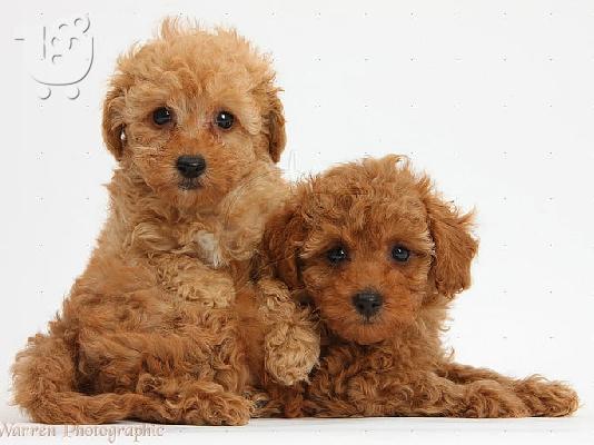 PoulaTo: Maltipoo