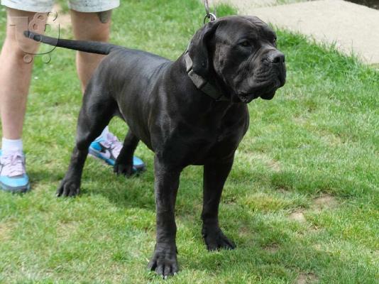 Νοτιοαφρικανικό Μαστίφ Boerboel κουτάβια