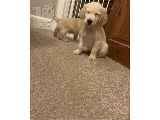 PoulaTo: 5 αστέρων Champion golden retriever Γενεαλογικά κουτάβια Kc