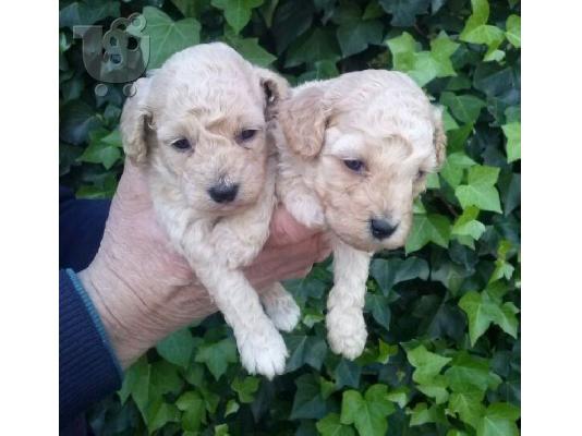 PoulaTo: POODLE