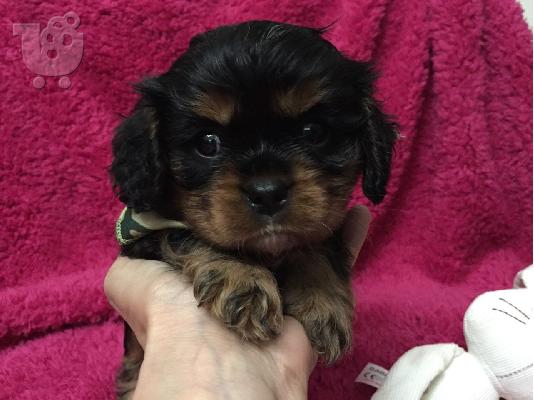 PoulaTo: Cavalier King Charles Puppies