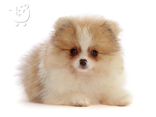 PoulaTo: Pomeranian mini