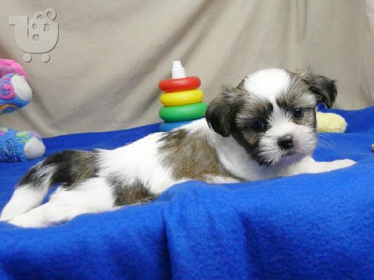 PoulaTo: Πολύ μικροσκοπικό κορίτσι Shih-Tzu προς πώληση