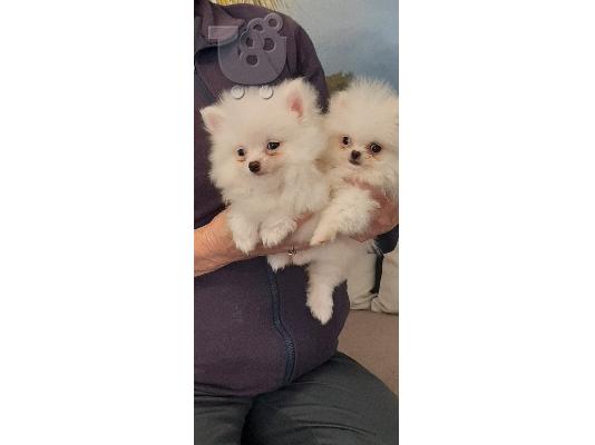 PoulaTo: Pomeranian καθαροαιμα