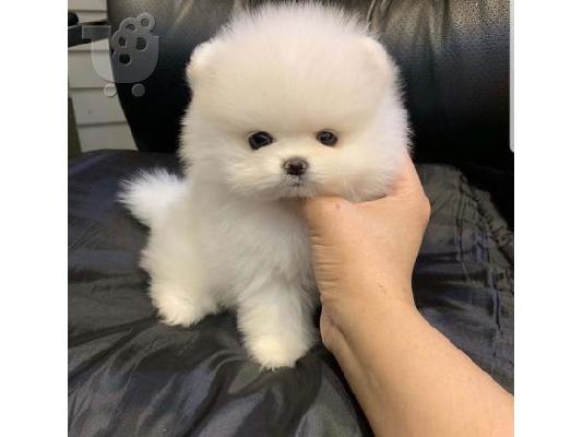 PoulaTo: πομερανικό κουτάβια / pomeranian