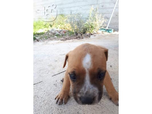 Πωλούνται αρσενικά και θηλυκά κουτάβια Pitbull.