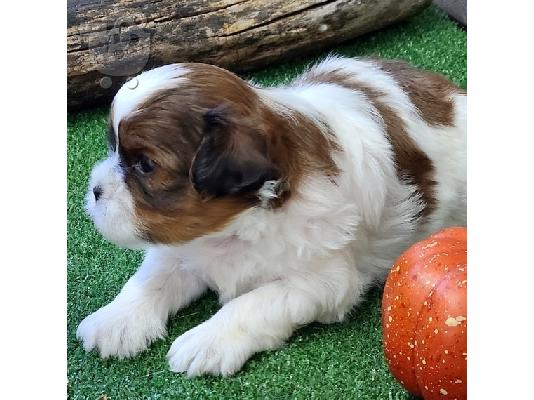 PoulaTo: SHIH TZU