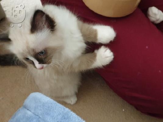 PoulaTo: Όμορφα γατάκια Ragdoll
