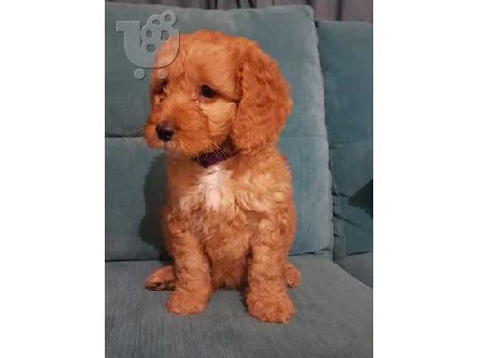 Όμορφα κουτάβια POODLE προς πώλησηΈχουμε ένα
