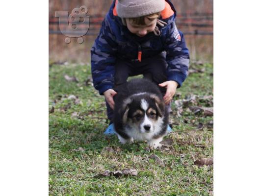 Pembroke Welsh Corgi κουτάβια