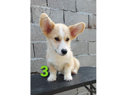 Welsh Corgi κουτάβια