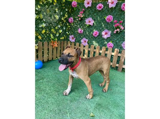 Αμερικανικό Stafford Terrier