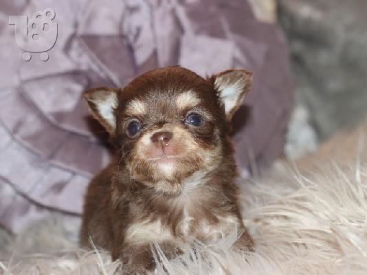 PoulaTo: AKC Chihuahua Puppies