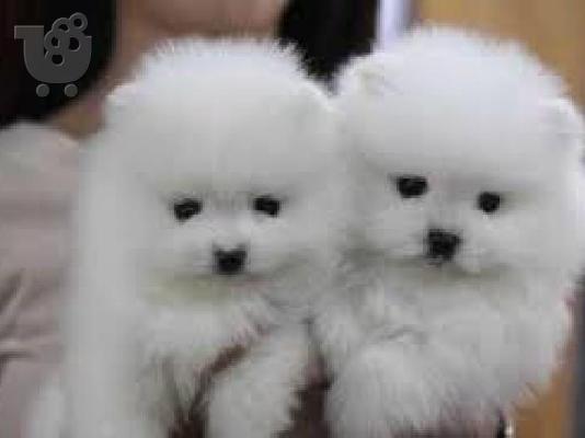 PoulaTo: Δύο φοβερά κουτάβια Pomeranian