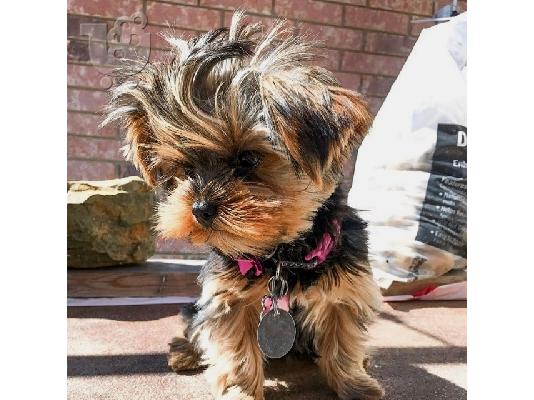 Όμορφο Yorkshire Terrier έτοιμο για υιοθέτηση