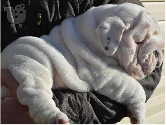 english bulldog for adoption