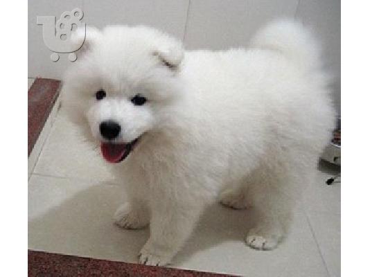 Πώληση κουτάβια Samoyed.