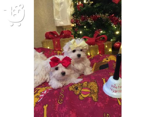 Η Pedigree Maltese Fija γέννησε 4 υγιή κουτάβια.