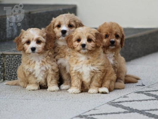 Κουτάβια AKC Cavapoo