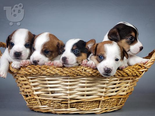 PoulaTo: Jack russell