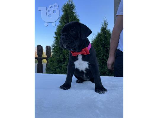 Cane Corso κουτάβια