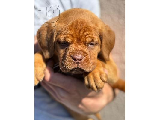 Dogue de Bordeaux κουτάβια