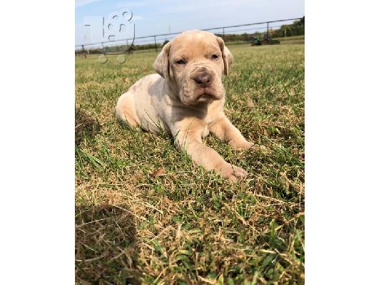 PoulaTo: Great Dane