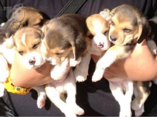 PoulaTo: Διαθέσιμα κουτάβια beagle