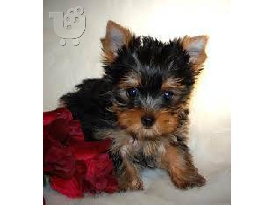 PoulaTo: AKC Yorkie κουτάβια διαθέσιμα