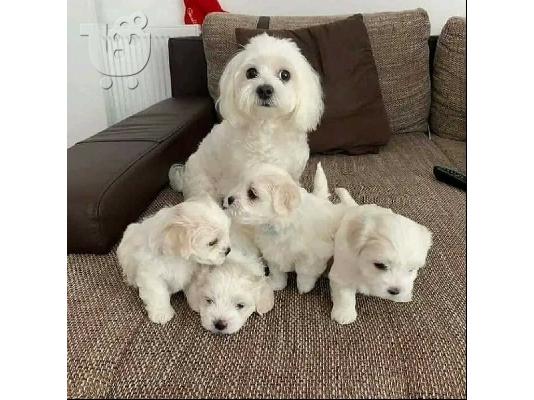 PoulaTo: Maltese mini