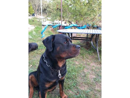 Αρσενικό Rottweiler 50 ημερών άριστα μορφολογικά .
