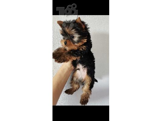 PoulaTo: yorkshire terrier