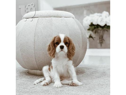 PoulaTo: Κουτάβια Cavalier King Charles