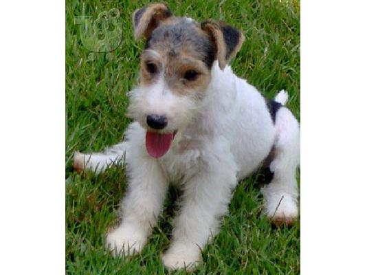 PoulaTo: Fox Terrier Diathésima arseniká kai thilyká.