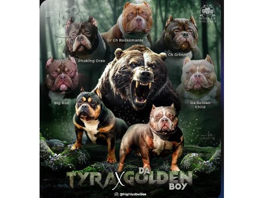 American Bully Pocket κουτάβια